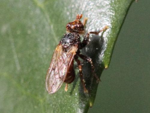 Myopa testacea